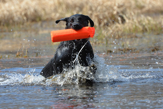 retriever-1440x562-main