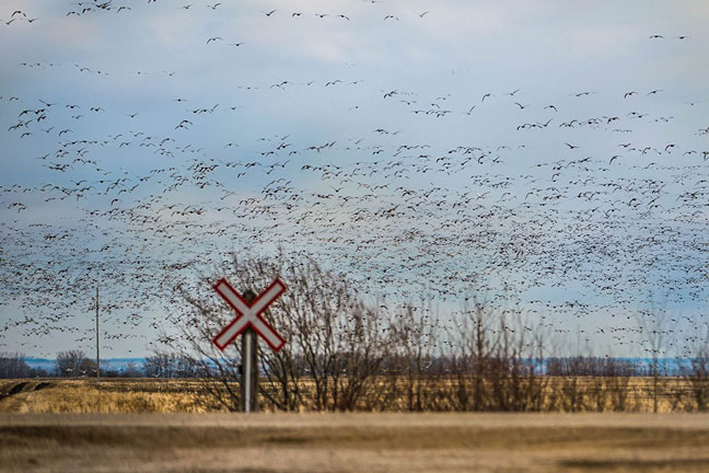 Having a Plan When Hunting Canada