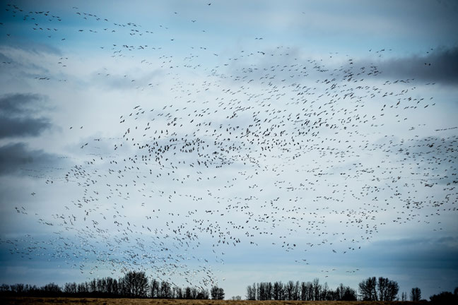 Duck Hunting Canada
