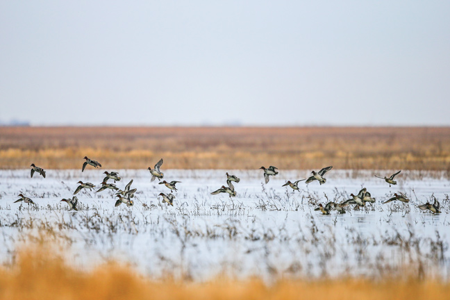 Setting Waterfowl Limits by the USFWS