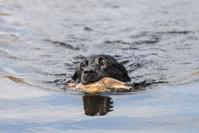 Taking Breaking While Dog Training