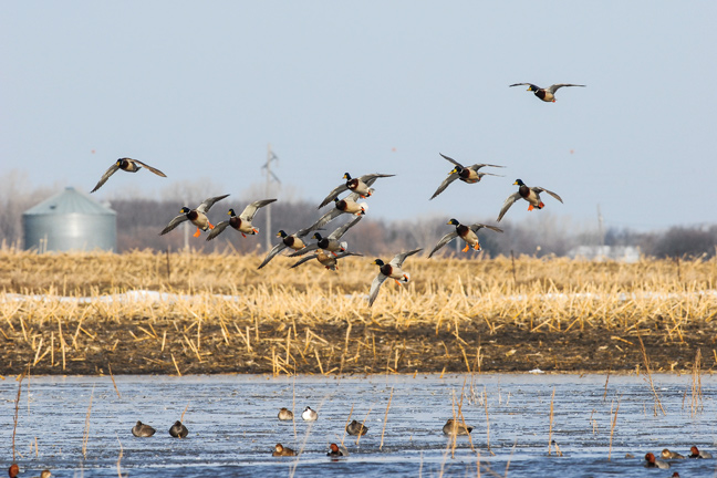 The USFWS Sets New Waterfowl Limits