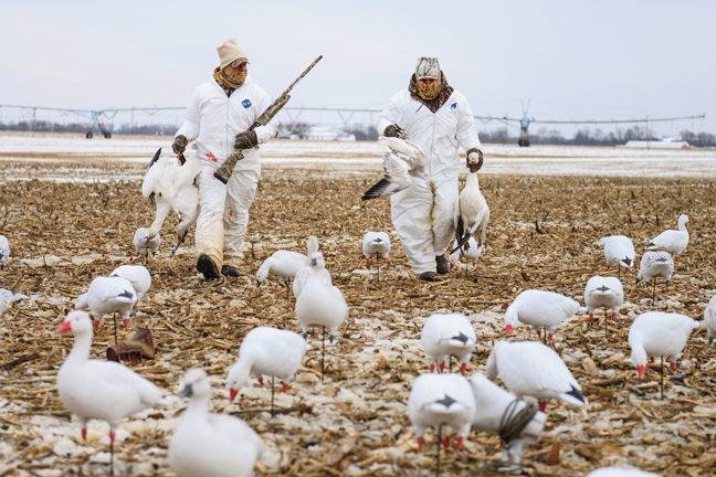 USFWS Observes Waterfowl Data