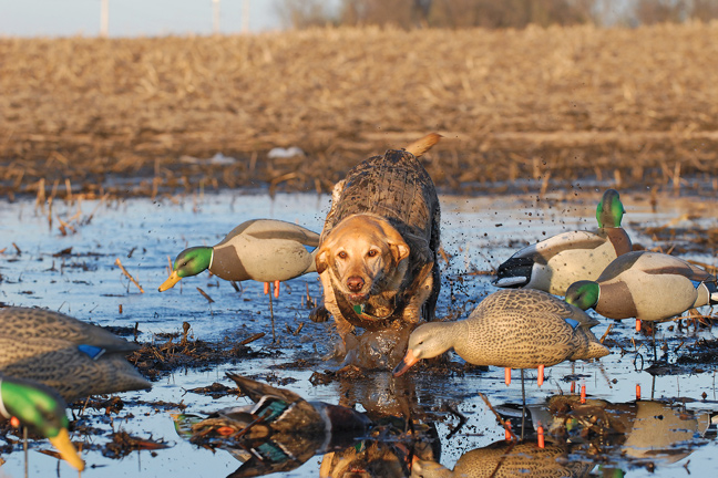 Best labrador training tips