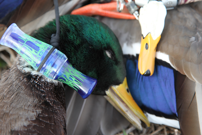 Best Mallard Hunting Locations