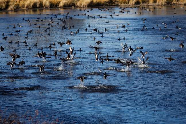 Best Mallard Hunting Spots