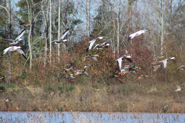 Best Mallard Hunting States