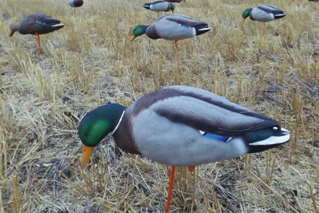 Great Mallard Hunting Locations