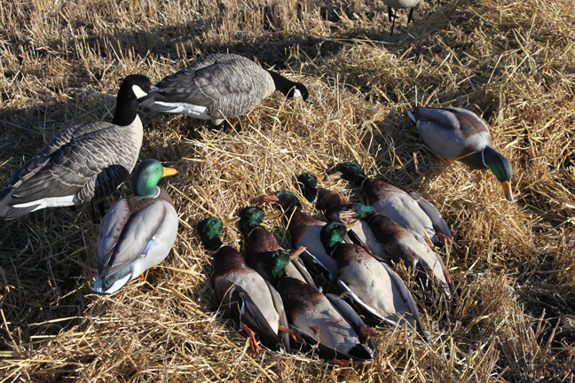 Top Mallard Hunting Locations