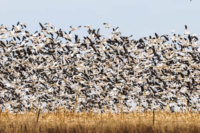 duck-hunting-on-public-land