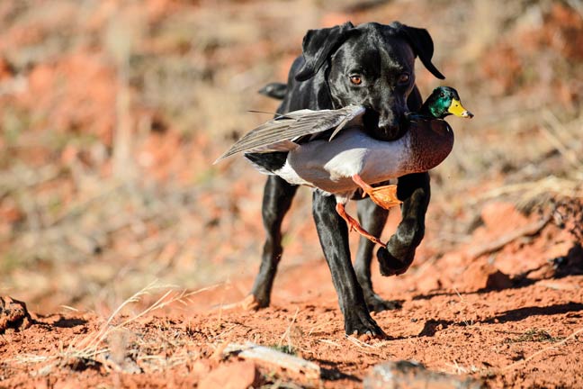 if-your-duck-dog-has-a-seizure