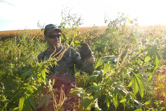 best-crow-hunting-tactics