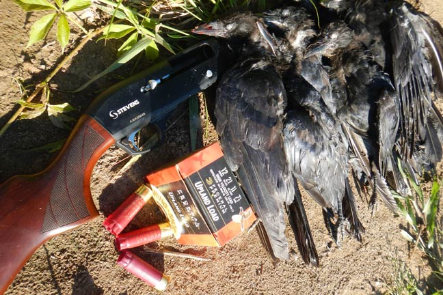 crow-hunting-tactics-and-tips