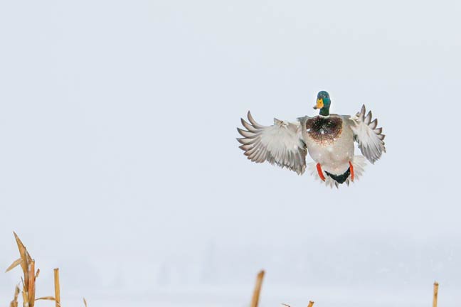 decline-in-mallard-numbers
