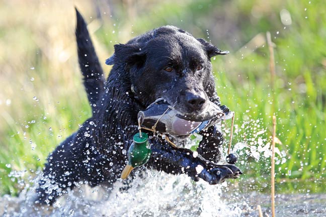 dogs-and-critters