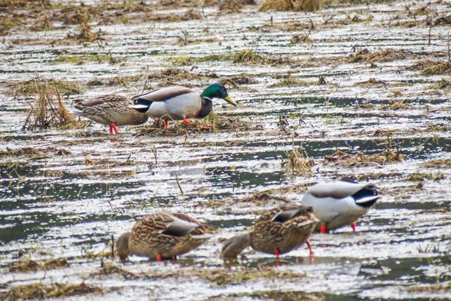 duck-hunting-in-shallow-water