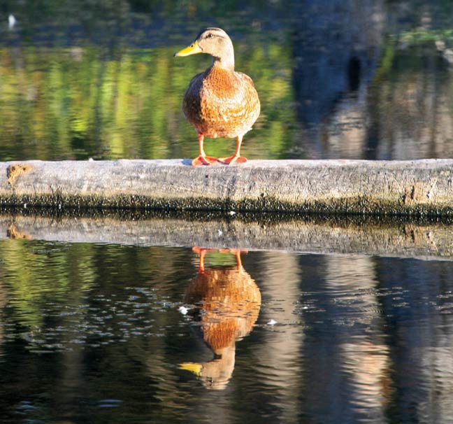 early-season-duck-hunt