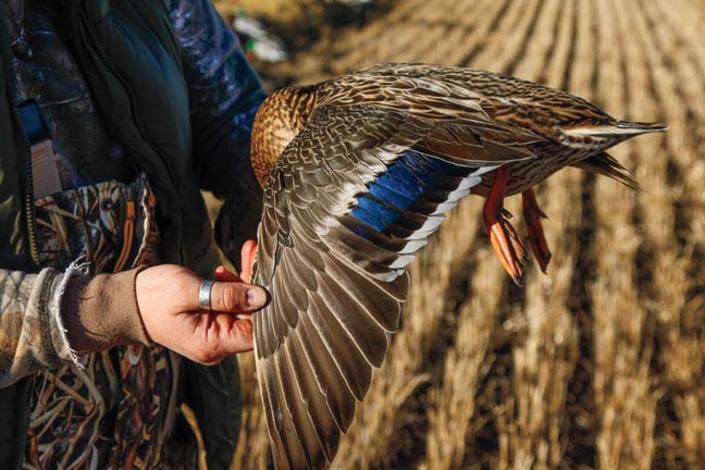 early-season-duck-hunting-waterfowl