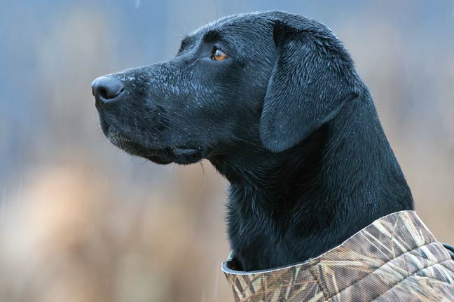 labs-are-family-dogs