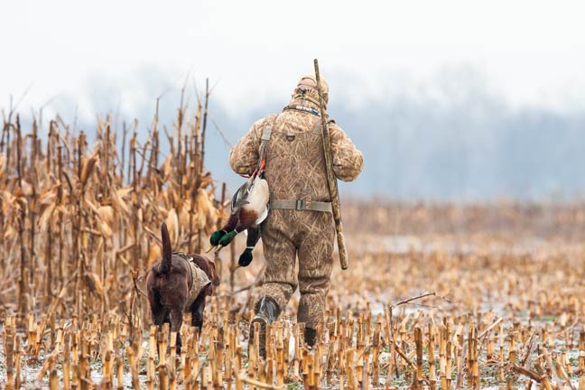 missing-mallards