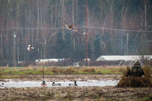 sheetwater-duck-hunting