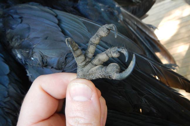top-crow-hunting-tips