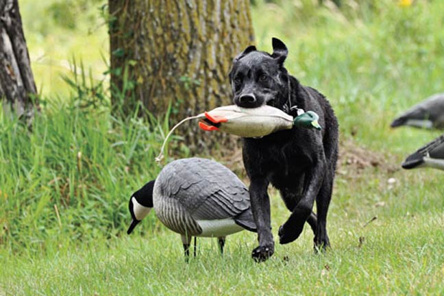 What-to-look-for-in-a-young-retriever