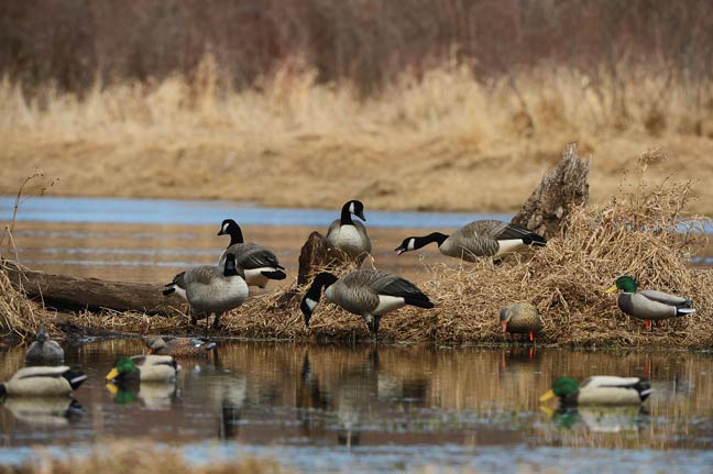 hunting-with-smaller-decoy-spreads