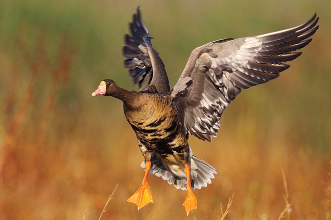 Ducks-unlimited