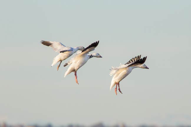 ducks-unlimited-for-duck-hunters