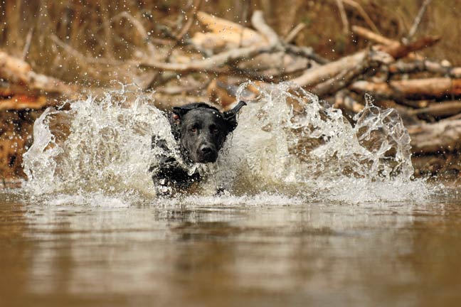 finishing-shots-with-your-dog