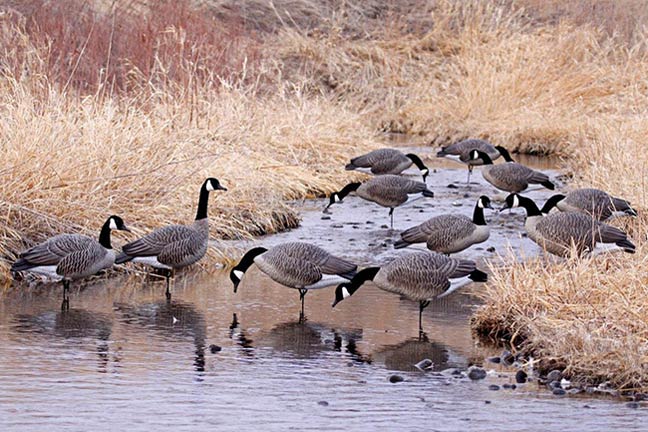 holiday-gifts-for-the-waterfowler