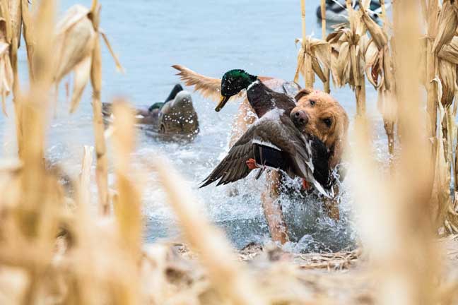 borntohunt_4