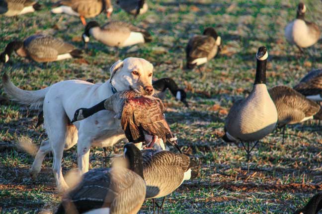 motion_decoys_15
