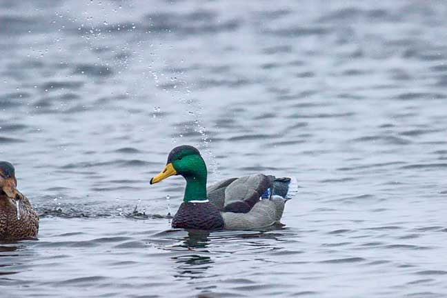 motion_decoys_2