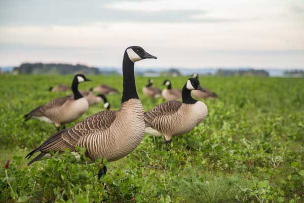 Photo-6-DSD-Honker