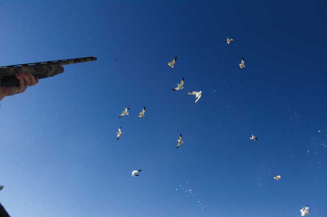 SnowGeese3