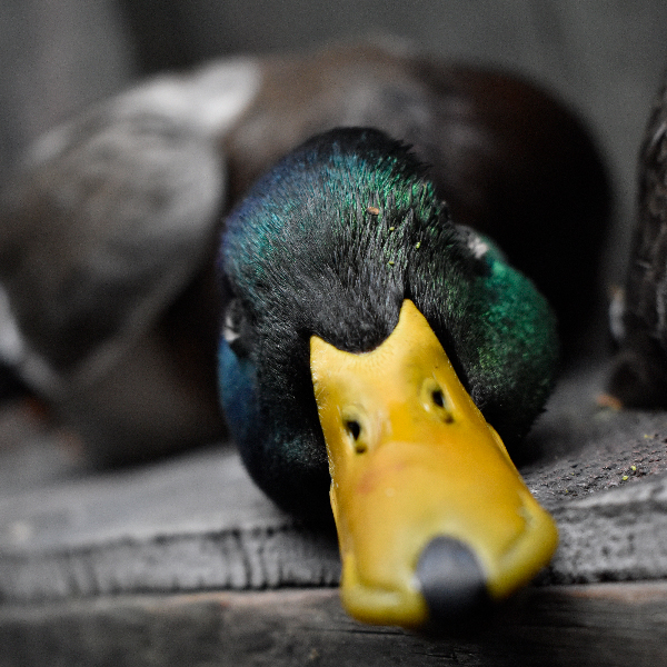 Mallard_DSC0131