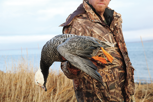 Hunter holding emperor goose