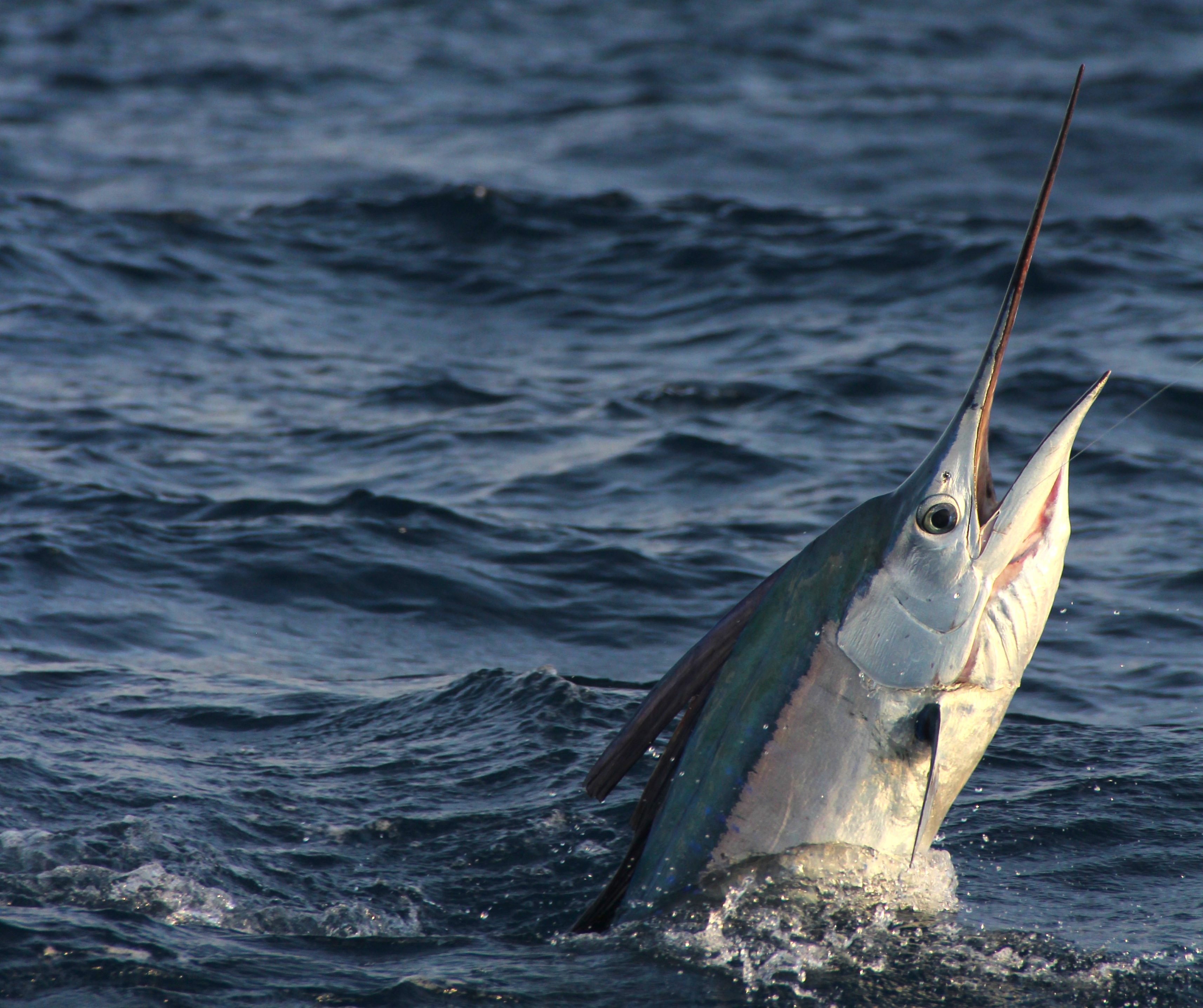 Your Guide to Fishing for Marlin, Sailfish and other Florida Billfish