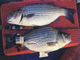 Bass of the Wild Wacissa River