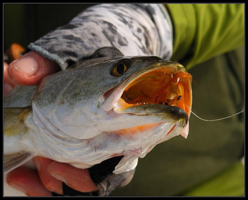 Bass fishing splash. Trout. Fishing. Still water trout fishing. Catching a  big fish with a fishing pole. Stock Photo
