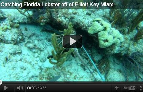 Catching Florida Lobster Off of Elliott Key