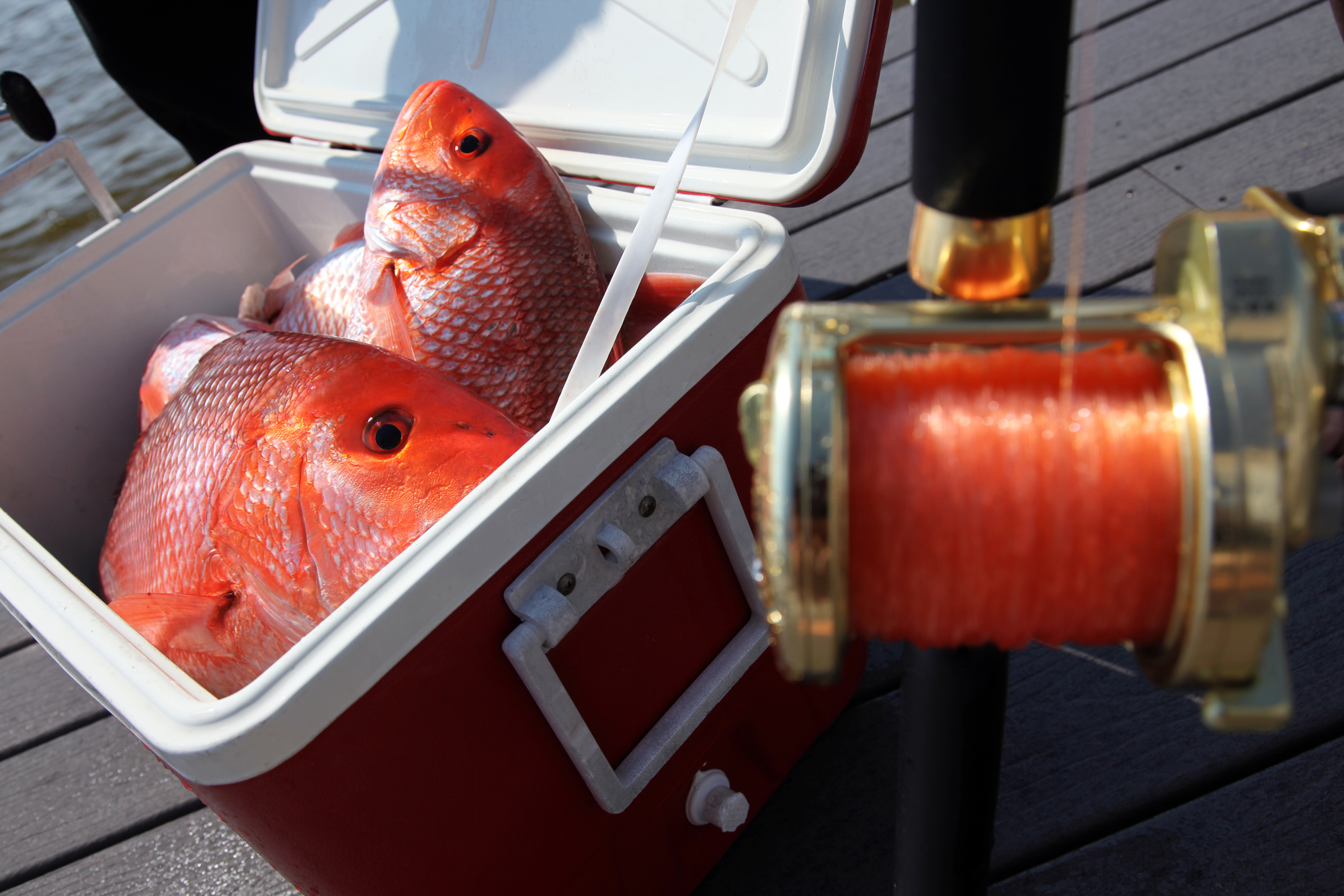Red Snapper in the Gulf of Mexico - Florida Sportsman