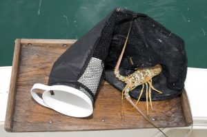 MARINE SPORTS Pro Teaser Lobster Tickle Stick, Extendable