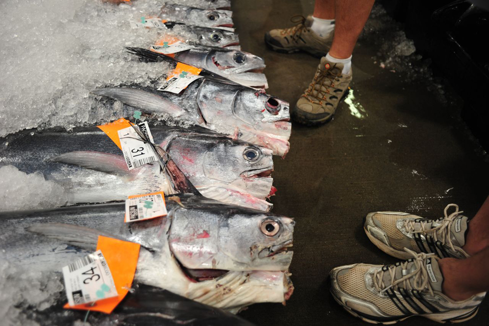 Help Stop Remaining Billfish Sales 