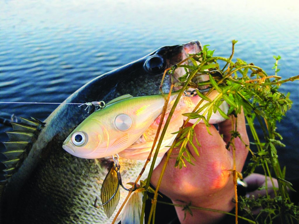 A SECRET Way to Fish a Lipless Crankbait (Cold Water Grass) 