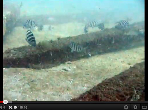 St. Lucie County Artificial Reefs Program Video Updates