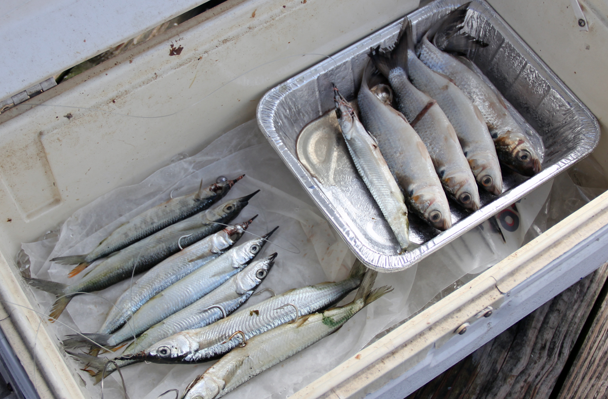 Bait Trays Rigged and Ready - Florida Sportsman