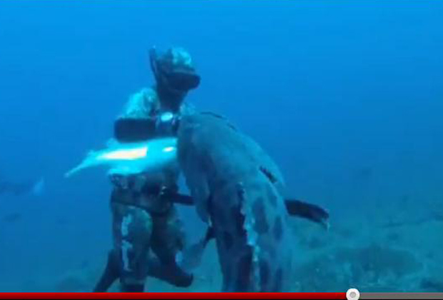 spearfisherman angry giant grouper
